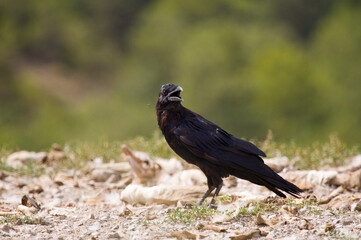 Common raven, Corvus corax, also known as the western raven or northern raven.