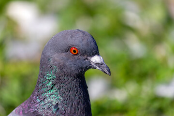 Pigeon at the lake of Schloss Nymphenburg