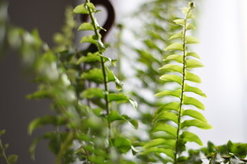 Fototapeta premium different angles of a fern on the table