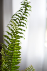 different angles of a fern on the table