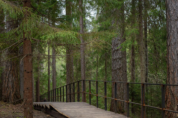 eco trail, wooden flooring in a coniferous forest for hiking, nature of Karelia
