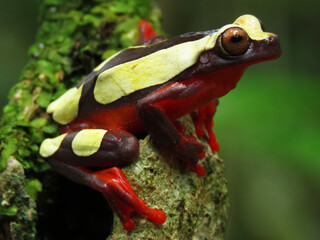 Dendropsophus leucophyllatus - perereca-de-moldura
