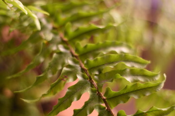 different angles of a fern on the table