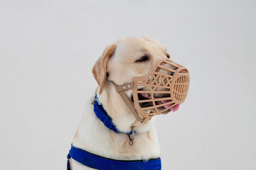 Portrait of a young labrador dog with mouth guarded and belted on the body for the training session. Portrait of a Labrador dog with mouth guard and belt