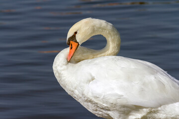 Fototapeta premium White swan in the lake
