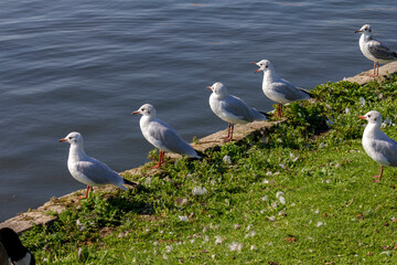 Seagulls at the lake of Schloss Nymphenburg