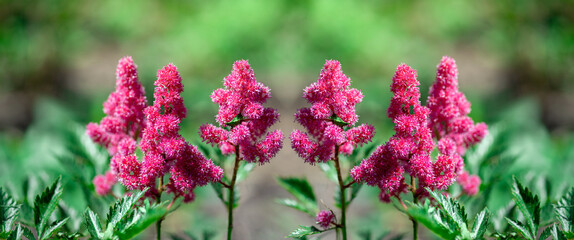 Astilbe flowers. Blooming summer flowers in garden. Pink Astilbe flowers background on green close up. Long format with copy space