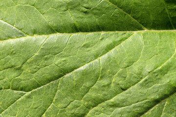 Fototapeta na wymiar The texture of a green leaf in close-up