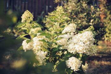 Bush of blossoming cultivar Hydrangea paniculata Limelight. Beautiful branches with white flowers...