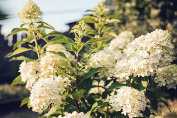 Bush of blossoming cultivar Hydrangea paniculata Limelight. Beautiful branches with white flowers...