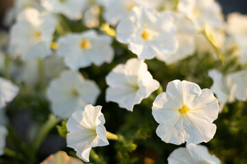 Close up of white petunia flowers on blurred of nature background