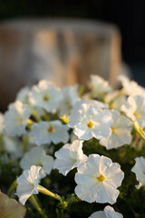 Close up of white petunia flowers on blurred of nature background