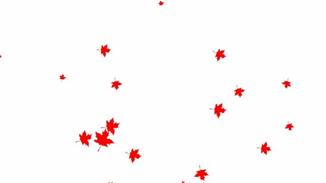 Animated background with red autumn leaves. Motion autumn leaf fall. It is falling. Vector flat illustration isolated on the white background.