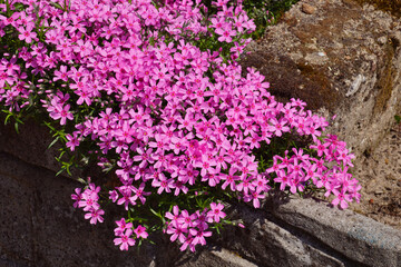 Hundreds of small pink flowers. Phlox subulata: creeping phlox, moss phlox, moss pink, or mountain phlox is a species of flowering plant creating flowered rugs.