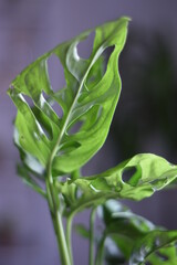 Obraz premium a beautiful monstera plant on the table next to the window