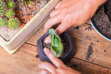 A woman transplants a cactus flower into a small figured flower pot.