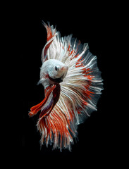 Beautiful red dragon siamese fighting fish, betta fish isolated on Black background.Crown tail...