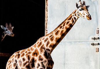 giraffe in zoo