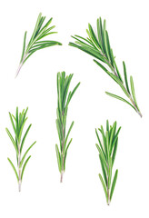 Fresh green rosemary branches isolated on a white background, top view.