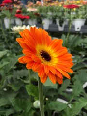 orange gerbera flower