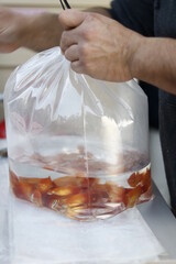 Ornamental Fish Harvest: bagging ornamental tropical fishes (Platys) for live transport to petshops
