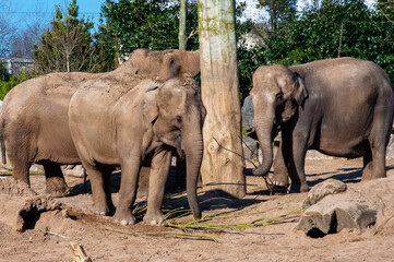 Elephants in the zoo