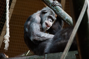 Chimpanzee in zoo sitting