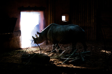 Rhino enclosure dramatic light 