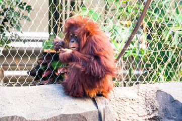 Orangutan playing with stick
