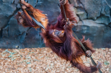 Orangutans swinging
