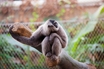 Gibbon sitting on a branch