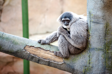 Gibbon sitting in a tree
