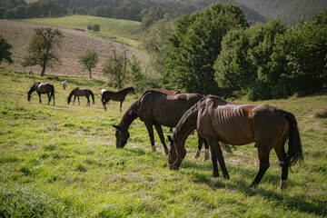 Obraz na płótnie Canvas Group of horses peacefully grazing the grass on the mountainside