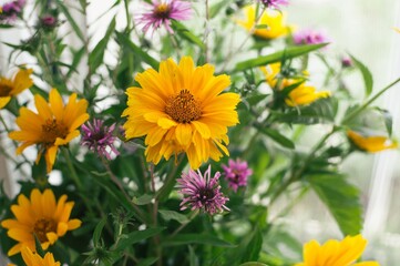 Fototapeta premium Summer bouquet of yellow heliopsis and small asters flowers