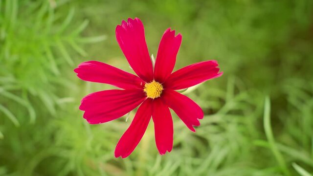 Large red cosmos flower with yellow corolla macro time lapse. Extreme close up with selective focus