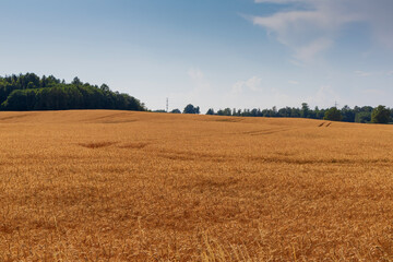 Fototapeta na wymiar View from a large field with ripe wheat