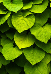 Green leaves background. Abstract shapes of nature. Leaf texture