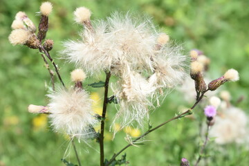 a faded thistle in nature reserve Kruisbergse Bossen in the Achterhoek in summer