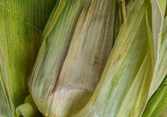 green corn leaves organic texture close up