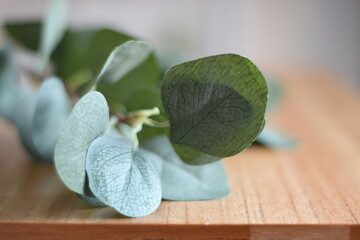 different leaves of the eucalyptus plant
