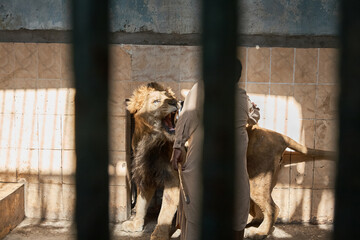 Lion in cage. He has opened his mouth and looks at his keeper. The sun is beating down and casting shadows on the cage wall. Day. Normal perspective. Pakistan.