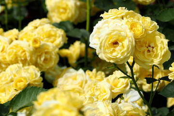 many blooming yellow roses grow in the garden on a sunny summer day. side view