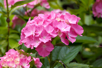 in the garden there are several small pink hydrangea flowers on a branch with leaves in the garden in summer