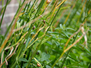 dark and brown striped snails sit on the grass in the garden after a rain on a summer day . side view