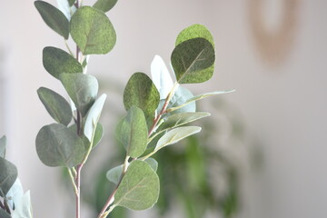 different leaves of the eucalyptus plant