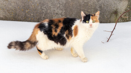 Cat with white, black and brown fur in the winter in the snow