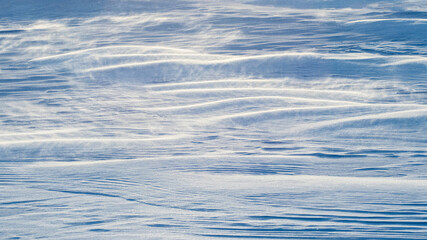 Snowy background, snow-covered wavy surface of the earth after a blizzard in the morning in the sunlight