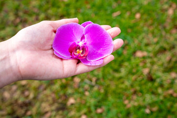 ピンク色の胡蝶蘭を持つ女性の手
