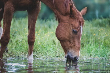 Relaxed horse drinks water. Horse head close up. Meadow and puddle.