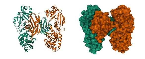 Structure of diphtheria toxin dimer, 3D cartoon and Gaussian surface model isolated, chain id color scheme, based on PDB 7k7b, white background